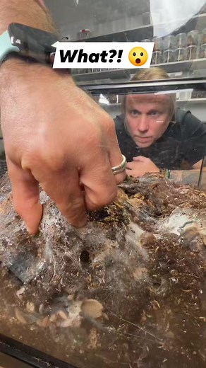 9.9M views · 11K reactions | This is what dreams are made of  or maybe nightmares  #tarantula #spider #creepy #scary #reels #viral | Brian Barczyk | Facebook