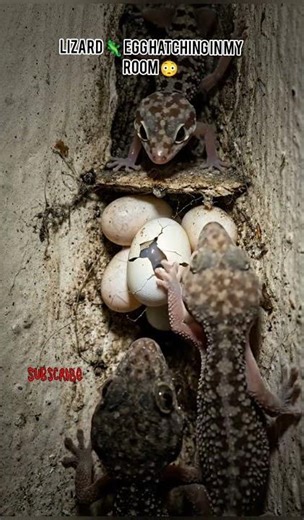 Lizard POV 🦎 Egg Hatching in My Room 😳 Real Footage! #lizard #nature