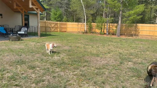 Stella our foster from CNY SPCA. There is an overwhelming need for foster parents. Shelters and rescues are full and need our help to get the dogs out of the shelters. Fostering aids in a smooth transition from the stressful life of the kennel, to a foster family that gives them hope and their forever home which gives them everlasting love. Consider fostering to help our Dog Community. | Critter Sitters CNY