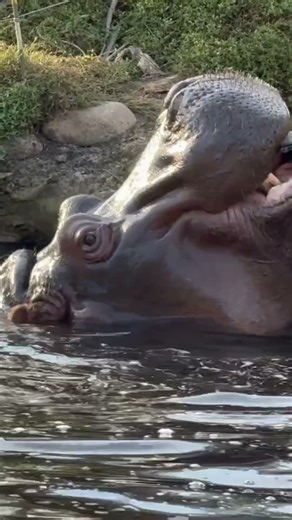 Hippo Cuteness Overload! 🦛😂