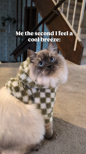 It's sweater weather season. Who's ready to get cozy? #sweaterweather #cozyhome #siberiancat #kittenlovers | HerCozyCrew
