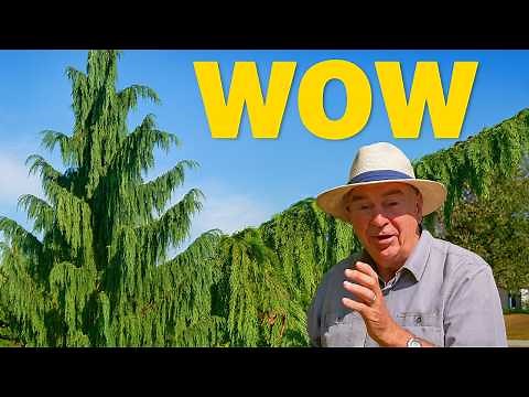Weeping Alaskan Cedar: A Stunning Evergreen With an Incredible Backstory