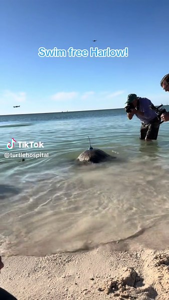 The Turtle Hospital on TikTok