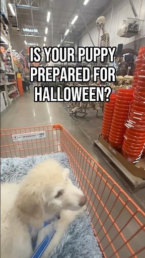 How to Prepare Your Puppy for Halloween