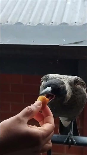 baby magpie feeding