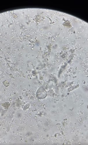 Hidden Wonders: Exploring the Microscopic World