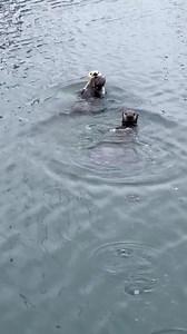 8.7K views · 744 reactions | So cool watching this mother southern...