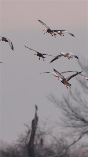 Presleys Outdoors | Chasing white geese in the spring can be heartbreak or glory, it’s a very fine line !! - - 🎥 @matthewryancreative #presleysoutdoors... | Instagram