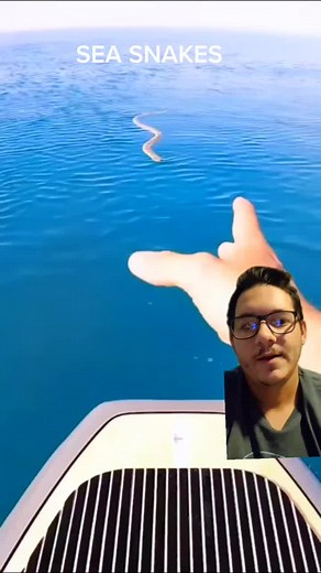 Understanding Sea Snakes: Venomous Yet Misunderstood