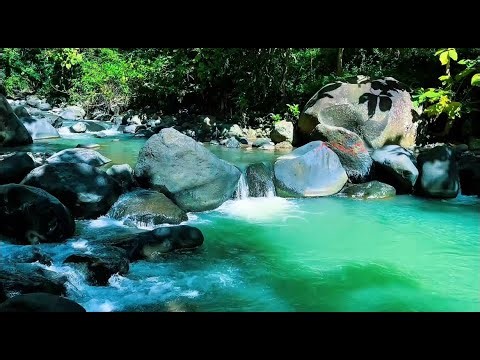 Peaceful River Flowing Through Forest – Nature Sounds with Gentle Birdsong for Sleep & Study