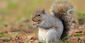 Reports Of Rabid-Looking Zombie Squirrels Are Going Viral, Here's The Heartbreaking Truth
