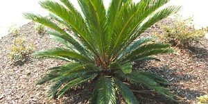 Vet warns dog owners of dangers of toxic sago palm plant