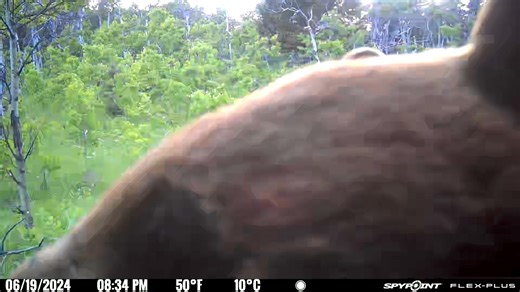 A first look at the FLEX-PLUS for this bear. Have you checked it out yet? | SPYPOINT Trail Cameras