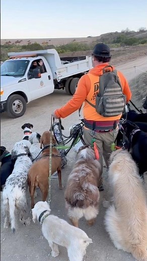 DOGEX: This is DOG LIFE #dogsocialization #lovedogs #dogreaction #dogtraining #lifewithdogs