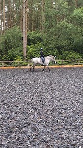 Canter exercises #canter #walkpoles #dressage #schooling #polework #flatwork #connemarahorse #riding