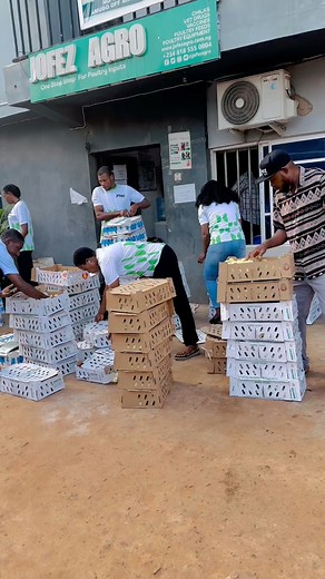 Not all chicks are the same Always buy from a trusted input supplier 🧏‍♀️#jofezagro #poultryfarming | Jofez Agro