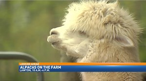 Alpacas at the Open Farm Days in Lawton