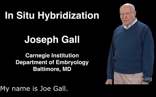 In Situ Hybridization--原位杂交