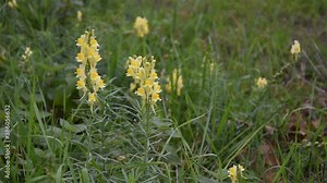 Flowers of common toadflax (yellow toadflax, Linaria vulgaris) in a meadow