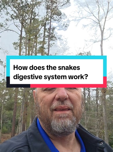 Replying to @tmeacham3 Snake's stomachs expand to grewt sizes when a snake consumes a meal. Their stomach fluids become very acidic, dropping to around a 1.5 and dissolves even hair and bone in just a mater of a few days.