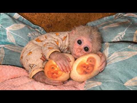 Monkey Kabi Becomes a Mother Hatching Baby Chicks!