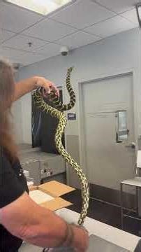 Unboxing an “Ozzy”, Aussie jungle carpet python.