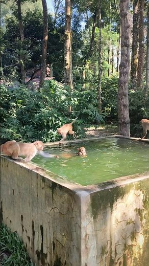 Baby monkey a quick snack while swimming.🍌#TheDoseOfMonkey #MonkeySwimming #WildLife #Macaque