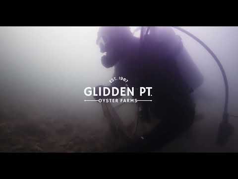 Maine Oyster Diving and Harvesting 2025 - Glidden Point Oyster Farms