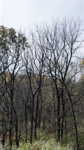 Blaser FBX - The Cloud Maker