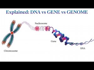 क्या होता है DNA, Gene और Genome? | Genetic Code Explained Simply