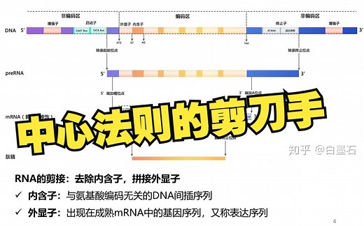 【以点带面】RNA的选择性剪接