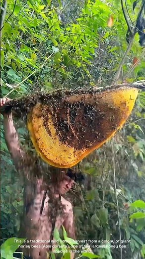Inside the Incredible World of Giant Wild Honey Bees