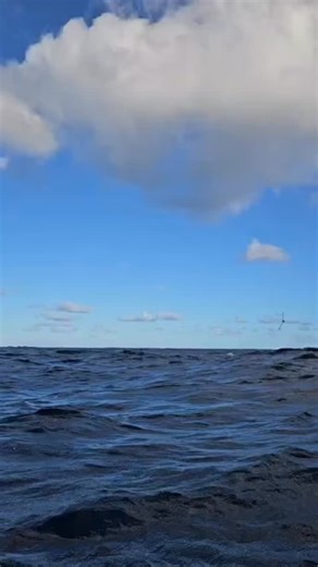 More wildlife! A ‘storm petrel’ bird circled the boat for a while 🐦‍⬛ amazing to see birds so far out! Track them on the YB races app. 🚣 @worlds.toughest.row Scotland The Wave are rowing in support of: @simba_team @rnli @scaa_charity @breastcanceruk Link in bio to donate or visit https://www.gofundme.com/f/wmhc9d-scotland-the-wave #worldstoughestrow #worldstoughestrowatlantic #atlantic2025 #atlanticrow #oceanrowing | Scotland the Wave