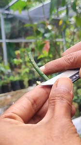 13K views · 147 reactions | Citrus tree care #graftingtips #reelsfb | GraftingPlants | Facebook