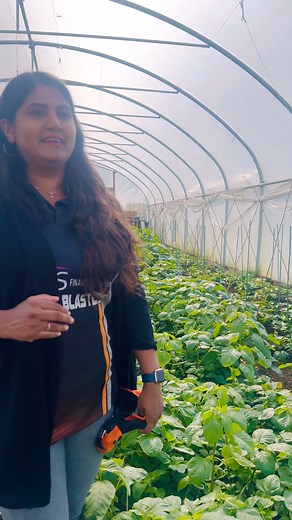 34K views · 237 reactions | അയർലണ്ടിലെ ചീര തോട്ടം #glasshouse #gardening #farming #polytunnel #malluireland #keralavegetables #farm | Nisha Lino | Facebook