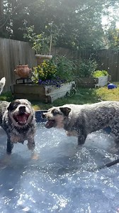 We do a little Jurassic Park 🦖 | Apollo in the Wild