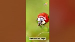 A Message from Ladybug