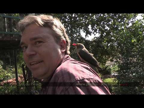 Oxpeckers feeding on human head - South Africa Travel Channel 24