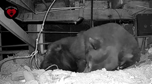 Mama bear turns Tahoe crawlspace into baby nursery. See the ‘cuteness overload’