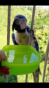 63K views · 1.8K reactions | #Kareem #Silva #Parrots 懶Blue Macaw Mutation懶 @everybody @highlights @followers @All #parrots #parrot #macaw #parakeet #pet #parrotlife #monkparakeet #cockatoo #vet #Kareem #Silva #Parrots | Kareem Silva Parrots | Facebook