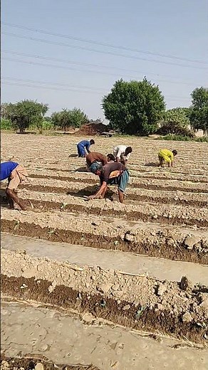 Cabbage and Sugarcane Intercropping | Double Profit Farming | Smart Agriculture Techniques