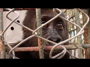 Orphaned baby gorilla RESCUED