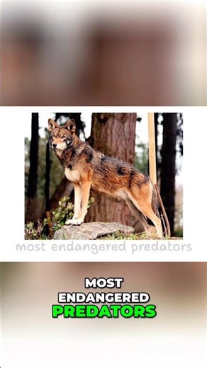 The endangered Red Wolf. #wildlife #wilddog #animalfacts