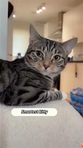 Intelligent cat behavior test #smartcat #cattricks #cattok #petintelligence #funny