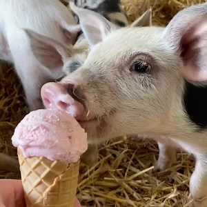 2.2K views · 59 reactions | Our new piglets just LOVE ice cream ❤️ Tickets: causey.ie/icecream  | Causey Farm | Facebook