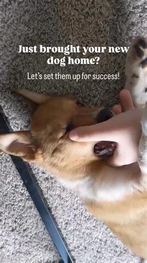 Crate training is one of the best things you can do for a new dog. It helps them feel safe, gives them structure, and sets the tone for everything else. That’s why I always start with crate training for my own dogs and dogs in my care! I use Impact Crates because they’re built to last and made to help your dog feel at home 🤍 @kotaspen | Impact Dog Crates