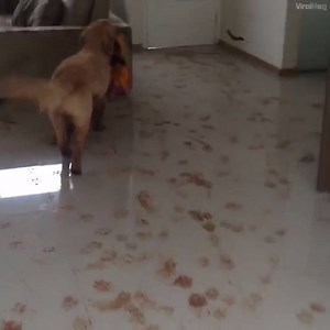 3.1M views · 11K shares | This dog decided to redecorate the house with mud, and his mum was NOT impressed  | UNILAD | Facebook