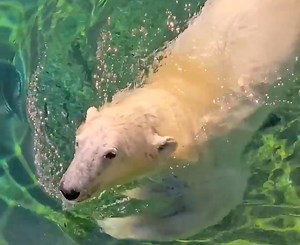 Adorable Polar Bear Enjoys A Nice Swim In Saltwater Pool At Washington Zoo