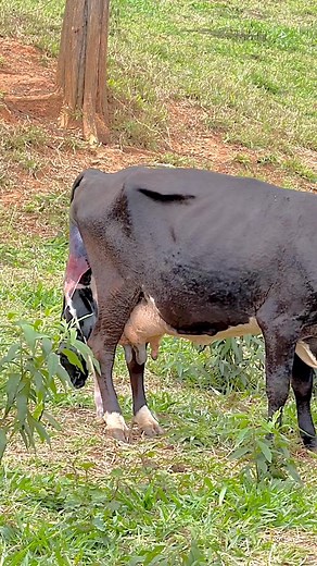 Cow delivery | Cow Delivery Uas