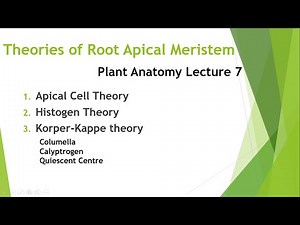 Theories of Root Apical Meristem